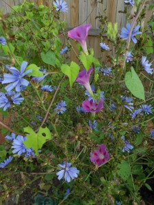 Gardening for Health.